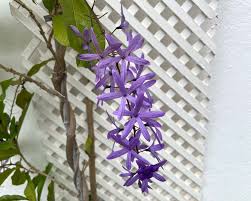 Image result for Petrea volubilis