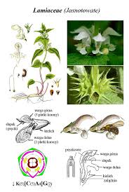 Image result for Lamiaceae