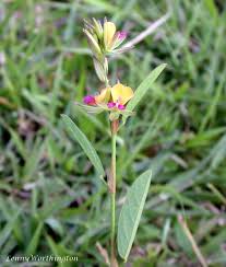 Image result for Alysicarpus