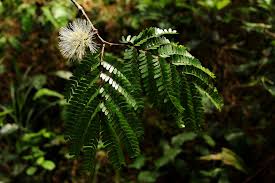 Image result for Cathormion altissimum