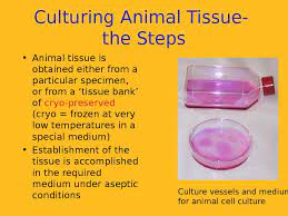 Culture vessels for animal cell culture. Prezentaciya Plant Tissue Culture And Applications