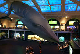 AMNH Graduation Under Iconic Blue Whale
