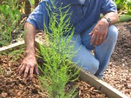 Maybe you would like to learn more about one of these? How To Grow Asparagus How Tos Diy