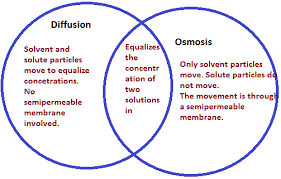 Whats The Difference Between Diffusion And Osmosis
