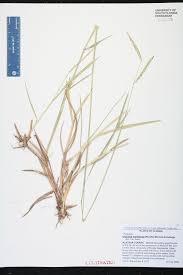 Image result for Urochloa dictyoneura