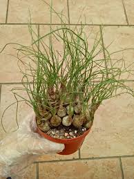 Image result for Albuca setosa