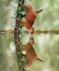 Award Winning Photographer S Work Shows What Happens In Nature When The Animals Are Alone And At Peace 30 New Pics In 2021 Animals Wildlife Photos Cute Baby Animals