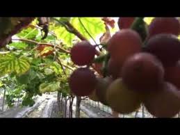 Itulah gambaran bangsa israel sebagai kebun anggur dengan pohon pohon anggur dengan buah buah anggur yang baik. Kebun Anggur Di Yoon Long Hongkong Youtube