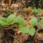 Image result for Kalaharia uncinata