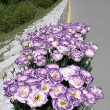 Image result for eustoma Balboa
