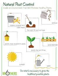 Looking for an organic pest control spray to ditch the icky pesticide chemicals? Tackling Garden Pests Naturally The Ultimate Guide Updated Six Brothers Pest Control