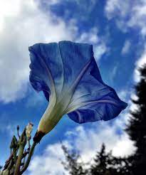 Blue Morning Glories Blue Morning Glory Urban Farming Morning Glory
