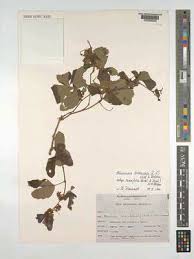 Image result for Rhoicissus revoilii