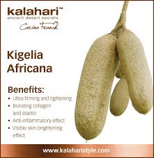 Image result for Kigelia africana