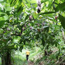 Kaoka Defend L Agroforesterie Depuis 20 Ans L Agroforesterie Qu Est Ce Que C Est C Est La Diversification Des Especes Veget In 2020 Vegetables Plants Eggplant