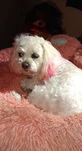 Is this your dog ????