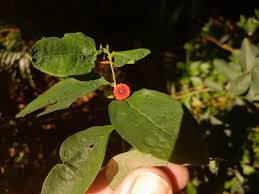 Image result for Phyllanthus macranthus