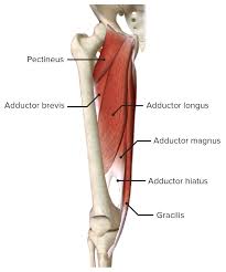 Check spelling or type a new query. Hip Joint Concise Medical Knowledge