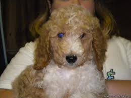 How much do goldendoodle puppies cost? Golden Doodle Puppies Price 500 00 For Sale In Gadsden Alabama Best Pets Online