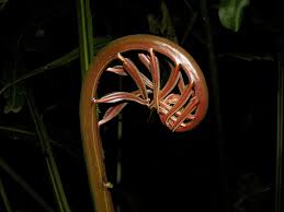 Image result for Acrostichum