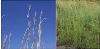 Image result for Aristida pilgeri