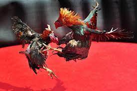 Pelea De Gallos Banco De Fotos E Imagenes De Stock Istock