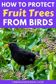 A simple, effective, and environmentally friendly way to keep pests away from your fruit trees and garden. Fruit Tree Bird Protection Tips Fruit Trees In Containers Keep Birds Away Fruit Trees