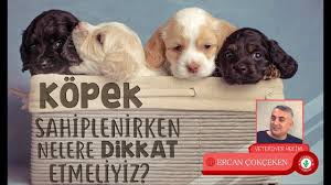 Kopek Almak Isteyenlere Tavsiyeler Veteriner Hekim Ercan Cokceken Youtube