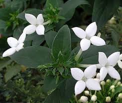 Image result for Bouvardia longiflora