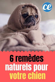 6 Remedes Naturels Pour Votre Chien Qui Vont Lui Changer La Vie Chien Anti Stress Naturel Remede