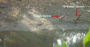 See full list on id.wikipedia.org Ciri Khusus Bebek Dan Fungsinya Website Pendidikan