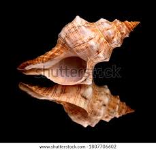 The giant horse conch weighs over 11 pounds that's roughly 5kg. Shutterstock Puzzlepix
