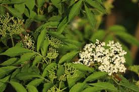 Schwarzer holunder mit dem wissenschaftlichen namen sambucus nigra entfaltet sich ohne einschreitende maßnahmen bis zu 10 m in die höhe. Holunder Ernten Erntezeit Verwendung Von Bluten Beeren