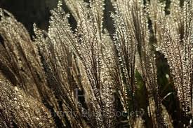 Image result for Melinis longiseta