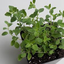Image result for Origanum