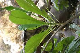 Image result for Anthocleista