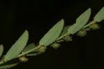 Image result for Phyllanthus maderaspatensis