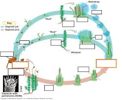 Maybe you would like to learn more about one of these? Bryophyte Life Cycle Pt 1 Diagram Quizlet