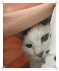 びわの葉こんにゃく温湿布が猫の腎不全に良いってｓｎｓ上で見つけた 老猫はなの17歳からの記録