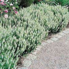 Der Bluten Salbei Schneehugel Leuchtet Bereits Aus Der Ferne In Einem Leuchtendem Weiss Sie Bluht In Der Zeit Von Juni Bis Garten Schluter Steingarten Salbei