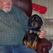 Primarily known as a hunting dog. Black And Tan Coonhound Dog Breed Pictures 1