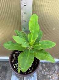 Image result for Euphorbia pfeilii