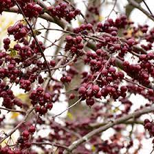 Maybe you would like to learn more about one of these? Purple Prince Flowering Crabapple Malus Purple Prince In Wilmette Chicago Evanston Glenview Skokie Winnetka Illinois Il At Chalet Nursery