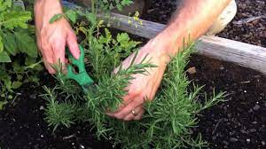 Check spelling or type a new query. How To Harvest Rosemary 8 Steps With Pictures Wikihow