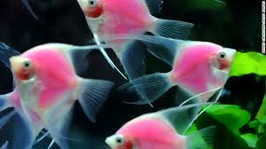 Daily Snapshot Cnn Com Eel Like Fish Sea Fish Ocean Creatures