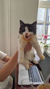 Mama Yemeyi Beceremeyen Kediler Kitliktan Cikmis Gibi Yemek Yiyen 21 Kedi Biacaip