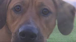 Watch pets and their hilarious personalities come to life, while fully grasping the love and laughter as a pet lover. Petition Stop Convenience Killing Homeless Pets In North Augusta Sc Change Org