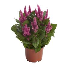 Image result for Celosia pandurata