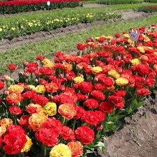 Royal flora holland or the flower auctions near schiphol airport are a must to see if just to appreciate the enormous size of the whole operation. Veldheer Tulip Garden Holland 2021 All You Need To Know Before You Go Tours Tickets With Photos Tripadvisor