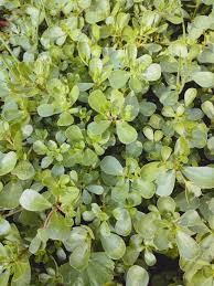 Image result for Portulaca oleracea